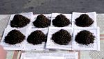 Ini 10 Makanan Paling Aneh di Dunia, Dari Ulat, Usus Kuda hingga Tarantula