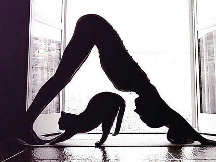 Serunya Pet Yoga, Ketika Yoga Dilakukan Bersama Hewan Peliharaan