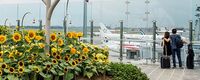 Ada taman bunga mataharinya (Changi Airport)