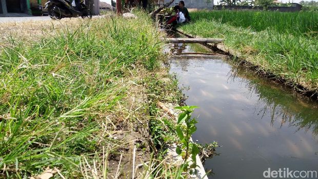 Bosan Kumuh, Selokan Kotor dan Bau Disulap Jadi Lahan Budidaya Ikan