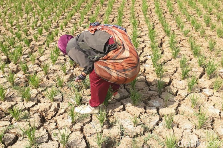 139 Hektare Lahan Pertanian di Jabar Gagal Panen 139 Hektare Lahan Pertanian di Jabar Gagal Panen