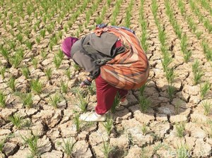 Delapan Daerah di Jabar Siaga Darurat Kekeringan