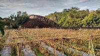 Misteri Batu Raksasa di Kalimantan