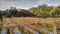 Batu berbentuk sirip (Danu Damarjati/detikTravel)