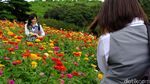 Foto: Taman Cantik nan Asri Favorit Turis di Jepang