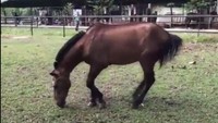 Chester tengah asyik memakan rumput di rumah barunya di Depok.