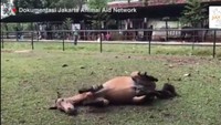 Pada Selasa (12/9) ada video Chester, kuda yang sempat menjadi viral gara-gara dicambuk meski kelelahan. Dia kini tinggal di Arthayasa Stables, Depok. Chester senang melihat hamparan rumput, langsung merebahkan badan, berguling-guling tampak riang, seperti anjing. Dia menggerak-gerakkan badannya tampak gembira dan semangat. (Screenshot Video Jakarta Animal Aid Network)