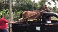 Pada Kamis (7/9/2017) lalu, Chester dibawa menggunakan pikap ke rumah barunya yaitu di Arthayasa Stables yang masih berlokasi di Depok, Jawa Barat.