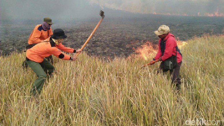 Kebakaran Padang Ilalang Bromo Tak Bahayakan Kawasan Konservasi Kebakaran Padang Ilalang Bromo Tak Bahayakan Kawasan Konservasi