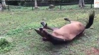 Dia seperti begitu senang berada di halaman rumput. Bebas dari cambukan dan paksaan seperti sebelumnya.