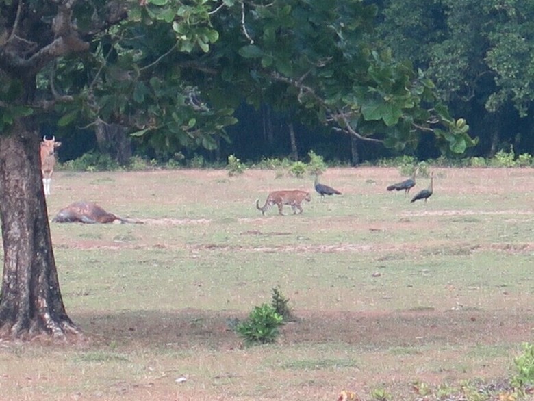 TNUK Lakukan Tes DNA Feses Kucing Besar Diduga Harimau Jawa TNUK Lakukan Tes DNA Feses Kucing Besar Diduga Harimau Jawa