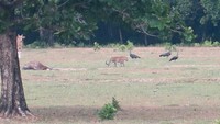 Harimau Jawa muncul lagi, lokasinya di Taman Nasional Ujung Kulon (TNUK). Meski begitu, ini masih sebatas dugaan kuat. Yang memotret adalah ranger Balai TNUK. Padahal Harimau Jawa dipastikan punah lewat rapat Convention on International Trade in Endangered Species di Florida, Amerika Serikat, 1996 lampau. (Dok TNUK).