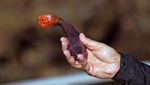 Ini 10 Makanan Paling Aneh di Dunia, Dari Ulat, Usus Kuda hingga Tarantula