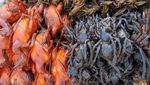 Ini 10 Makanan Paling Aneh di Dunia, Dari Ulat, Usus Kuda hingga Tarantula