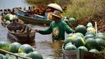 Foto: Keren! Petani Ini Panen Hasil Budidaya Semangka di Rawa