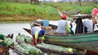 Meskipun kondisi iklim yang tak menentu, petani binaan PT East West Seed Indonesia (Ewindo) berhasil membudidayakan semangka Amara F1 di lahan rawa. Canggih yaaa... Foto: dok. Ewindo