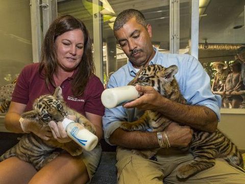   Dua bayi harimau beda subspesies dipertemukan di kebun binatang San Diego, Amerika Serikat. Pertemuan itu membuat pengunjung kebun binatang gemas. Seperti apa ya tingkah laku mereka?