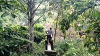 Desa di Tapal Batas Ini Sabar Menunggu Listrik PLN