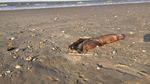Penampakan Makhluk Misterius yang Terdampar di Pantai Texas