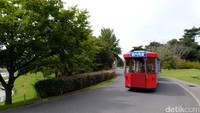 Kita bisa berkeliling taman dengan menggunakan kereta wisata bernama Hitachi Seaside Train. Jadi, kita tidak perlu capek-capek berjalan mengelilingi taman untuk menikmati kecantikan berbagai bunga (Rachman/detikTravel) 
