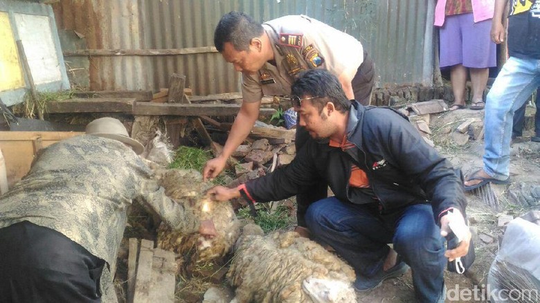 Kemarau Jadi Penyebab Vampire Dog Serang Kambing Warga Kemarau Jadi Penyebab Vampire Dog Serang Kambing Warga