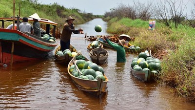 Foto: Keren! Petani Ini Panen Hasil Budidaya Semangka di Rawa