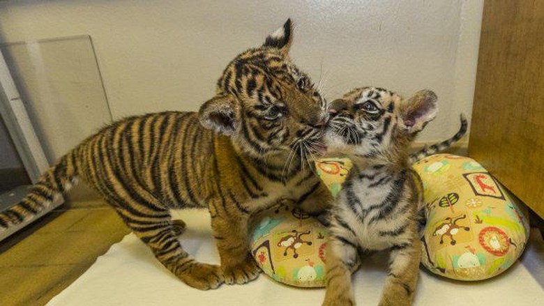 Gemasnya Saat Bayi Harimau Sumatera dan Benggala Berjumpa Gemasnya Saat Bayi Harimau Sumatera dan Benggala Berjumpa