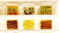Pengunjung bisa belajar sejarah dan aneka jenis kimchi di Kimchikan Museum, Seoul. Begitu juga peran penting makanan ini dalam budaya Korea. Mereka bisa mempraktikkan berbagai aktivitas menarik terkait kimchi.