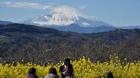 Gunung Fuji dari Jepang yang begitu terkenal. Jangan sampai keindahan Gunung Fuji dan kepulauan Jepang lainnya terkena imbas daripanasnya hubungan antara pemerintah Negeri Sakura itu dengan Korut/Foto: AFP