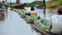 Hayoo, siapa mau coba buah semangka yang dihasilkan dari rawa ini. Foto: dok. Ewindo