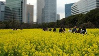 Salah satu taman di salah satu sudut Tokyo. Kota ini menjadi sasaran ancaman penenggelaman pulau oleh Korut menggunakan nuklir. Foto: AFP