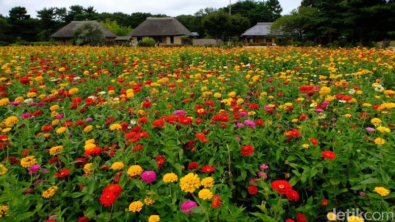 Banyak Aktivitas Seru Di Kebun Bunga Cantik Jepang Ini