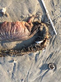  Sebuah makhluk misterius muncul di pesisir pantai Texas, Amerika Serikat. Makhluk tersebut berukuran cukup besar dan bertaring tajam di bagian depan. 