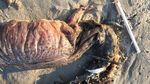 Penampakan Makhluk Misterius yang Terdampar di Pantai Texas