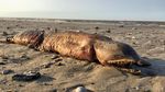 Penampakan Makhluk Misterius yang Terdampar di Pantai Texas