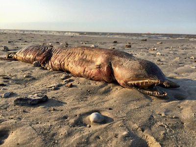 Penampakan Makhluk Misterius yang Terdampar di Pantai Texas