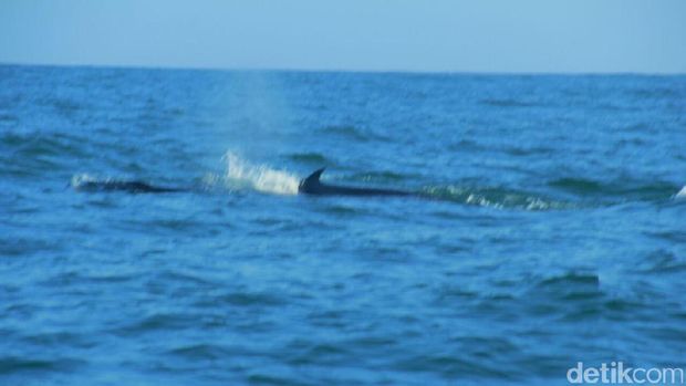 Paus terlihat di Pantai Nguyahan Gunungkidul.