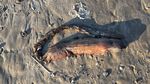Penampakan Makhluk Misterius yang Terdampar di Pantai Texas