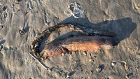 Penampakan makhluk aneh ini diunggah oleh akun Twitter @preetalina. Dalam cuitannya dia mengatakan menemukan makhluk itu di pantai Texas. Dia pun bertanya kepada netizen makhluk apakah itu?
