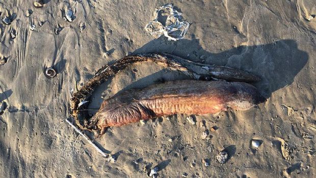  Sebuah makhluk misterius muncul di pesisir pantai Texas, Amerika Serikat. Makhluk tersebut berukuran cukup besar dan bertaring tajam di bagian depan. 