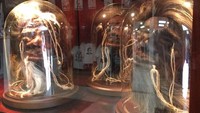 Namun tidak hanya jenazah hewan, ada juga potongan kepala yang diawetkan. Melihatnya bikin bulu kuduk berdiri (Museum of Death New Orleans/Facebook)