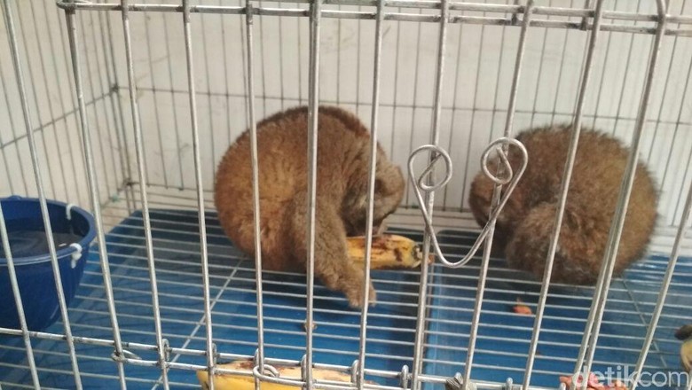BKSDA Aceh Sita 2 Kucing Hutan dan Siamang dari Warga BKSDA Aceh Sita 2 Kucing Hutan dan Siamang dari Warga