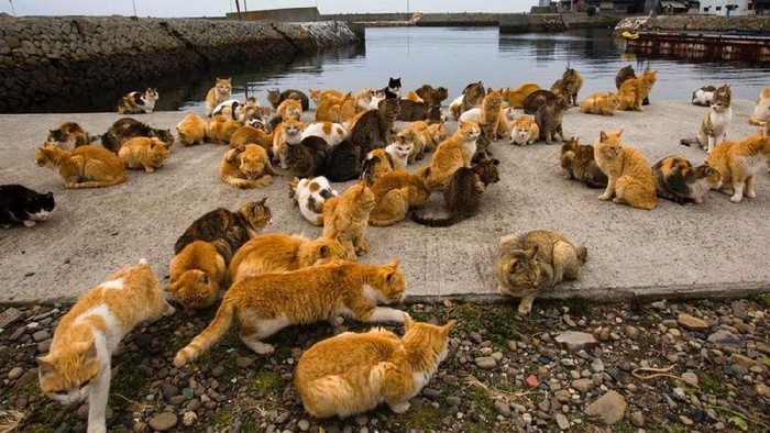 pulau kucing