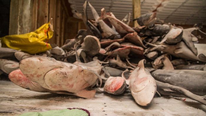 15 Kapal China Muat Ribuan Ekor Hiu Ditangkap di Timor Leste