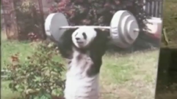 Bye Bye Basi, Panda Tertua di Dunia Ini Meninggal di Usia 37 Tahun