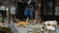 Kucing-kucing di pulau ini makan apa saja. Kue kering, bola nasi, apapun yang diberikan wisatawan yang datang ke pulau (Thomas Peter/REUTERS)