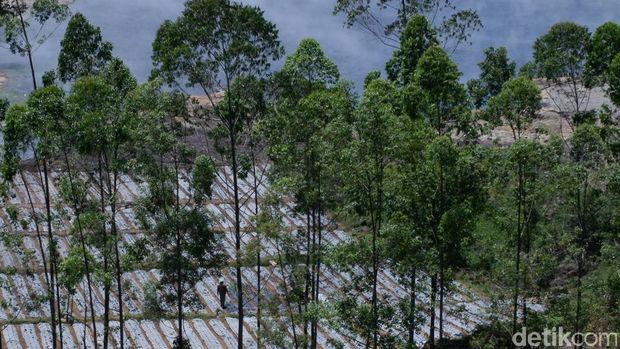 Warga masih pergi ke ladangnya yang berada di dekat Kawah Sileri. 