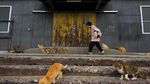 Meong... Pulau isinya Kucing