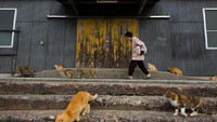 Penduduk pertama kali datang ke pulau ini pada 380 tahun lalu. Mereka membawa kucing untuk mengatasi tikus yang menyerang perahu nelayan (Thomas Peter/REUTERS)