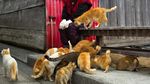 Meong... Pulau isinya Kucing